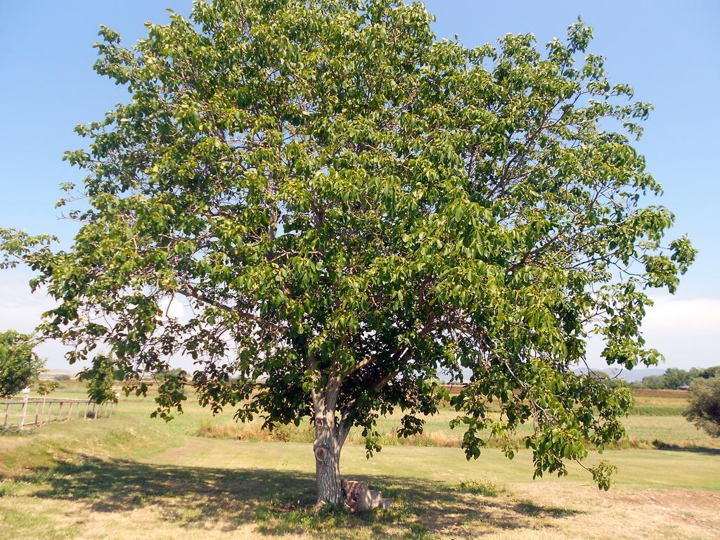 Agriturismo San Matteo Tarquinia Eksteriør billede